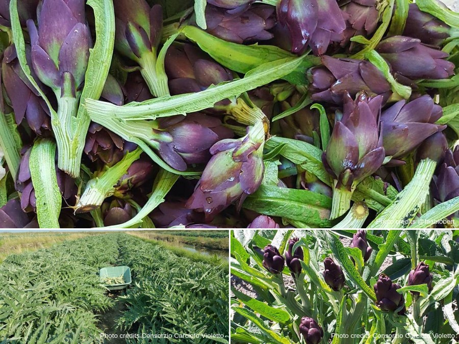 Sant’Erasmo: Venice vegetable garden – Purple Artichoke Festival May 12th 2019